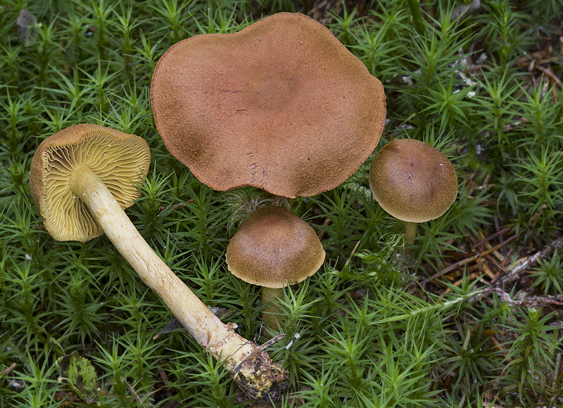 Cortinarius bataillei